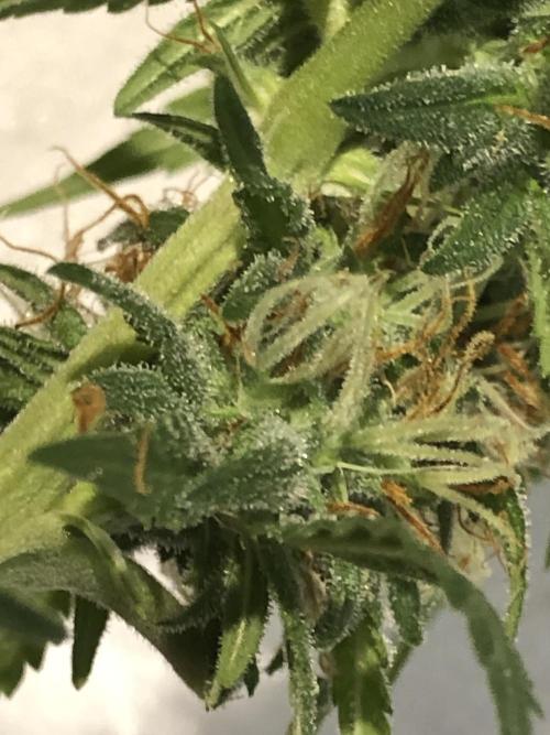 Euphoria Divine Seeds Indoor Fall. Week 17