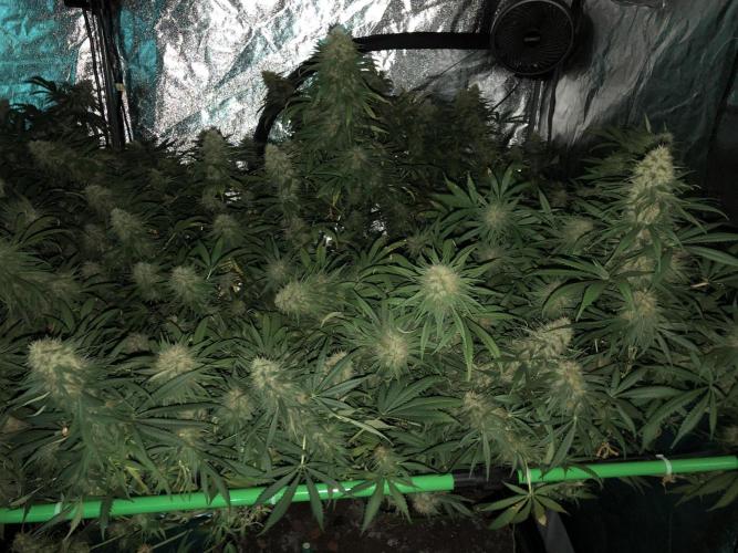 Euphoria Divine Seeds Indoor Fall. Week 17