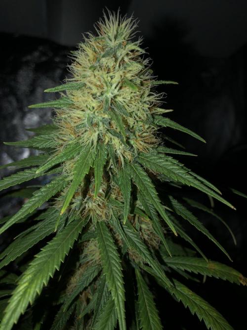 Euphoria Divine Seeds Indoor Fall. Week 17