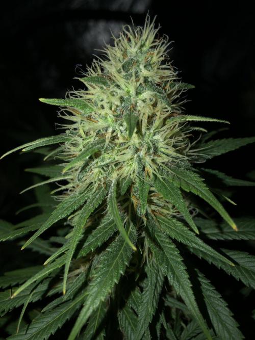 Euphoria Divine Seeds Indoor Fall. Week 17