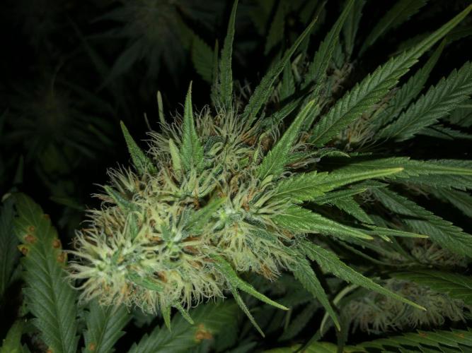 Euphoria Divine Seeds Indoor Fall. Week 17