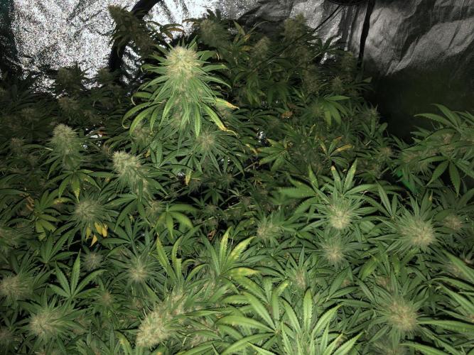 Euphoria Divine Seeds Indoor Fall. Week 17