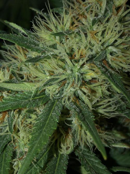 Euphoria Divine Seeds Indoor Fall. Week 17