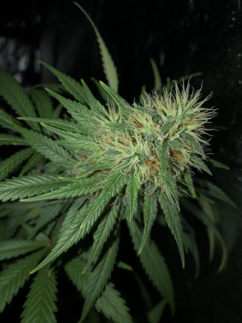 Euphoria Divine Seeds Indoor Fall. Week 17