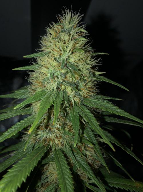 Euphoria Divine Seeds Indoor Fall. Week 17