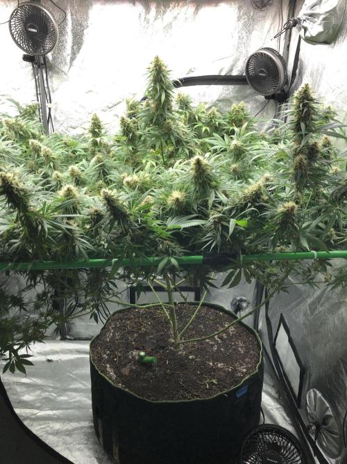 Euphoria Divine Seeds Indoor Fall. Week 17