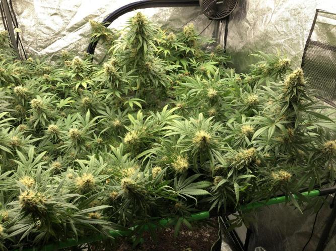 Euphoria Divine Seeds Indoor Fall. Week 17