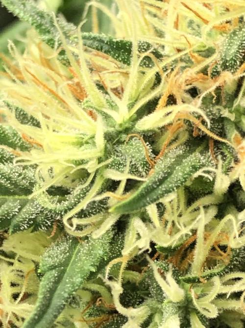 Euphoria Divine Seeds Indoor Fall. Week 17