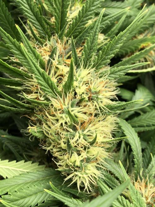 Euphoria Divine Seeds Indoor Fall. Week 17