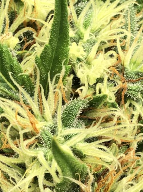 Euphoria Divine Seeds Indoor Fall. Week 17