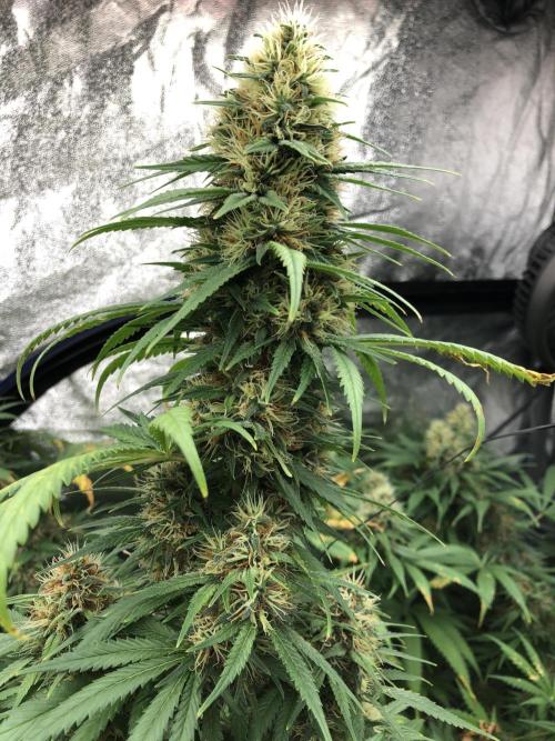 Euphoria Divine Seeds Indoor Fall. Week 17