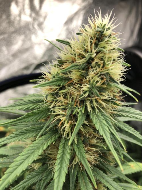 Euphoria Divine Seeds Indoor Fall. Week 17