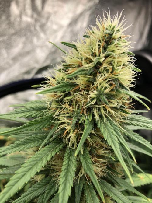 Euphoria Divine Seeds Indoor Fall. Week 17