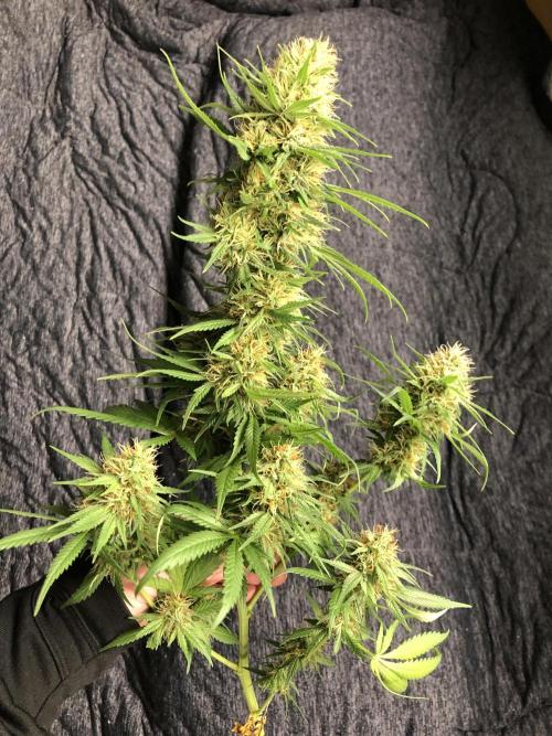 Euphoria Divine Seeds Indoor Fall. Week 17