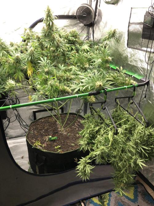 Euphoria Divine Seeds Indoor Fall. Week 17