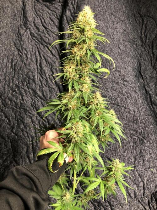 Euphoria Divine Seeds Indoor Fall. Week 17