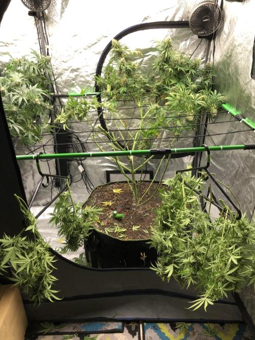 Euphoria Divine Seeds Indoor Fall. Week 17