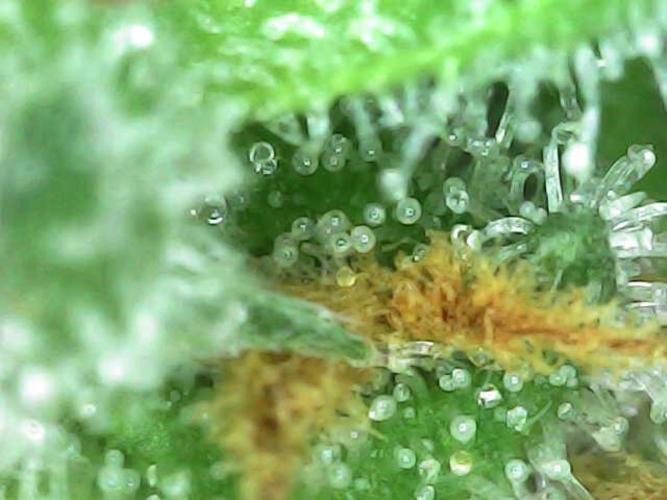 Purple Punch 00 Indoor Scrog Fall. Week 17