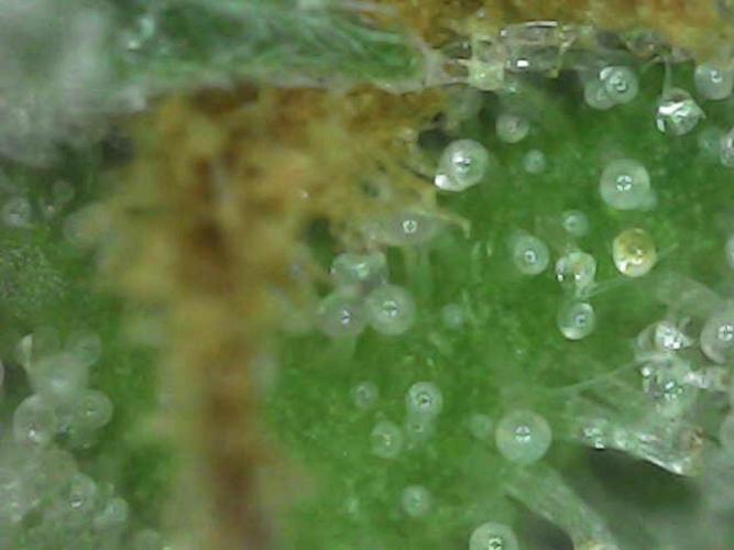 Purple Punch 00 Indoor Scrog Fall. Week 17