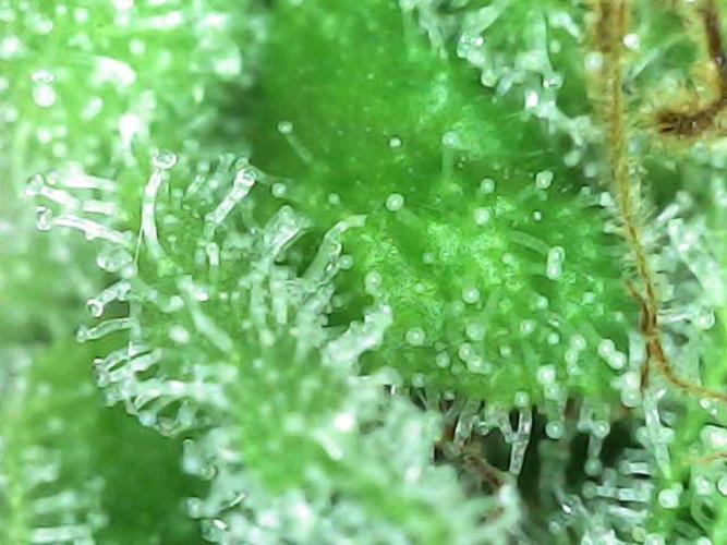 Purple Punch 00 Indoor Scrog Fall. Week 17