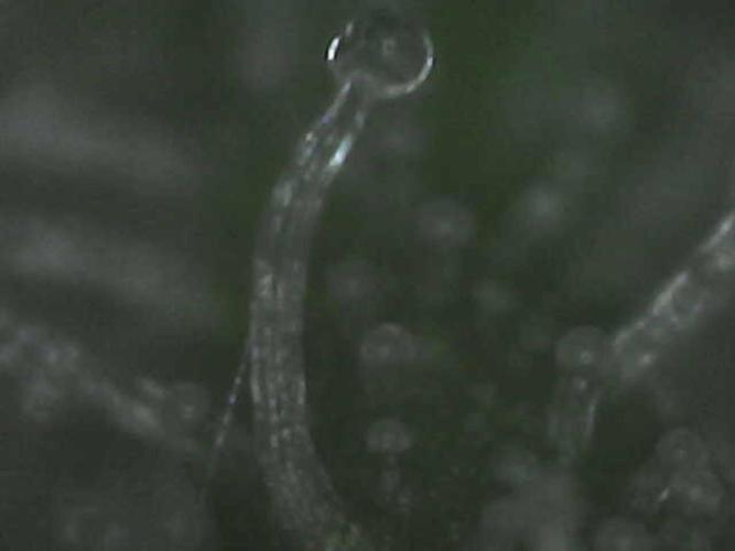 Purple Punch 00 Indoor Scrog Fall. Week 17