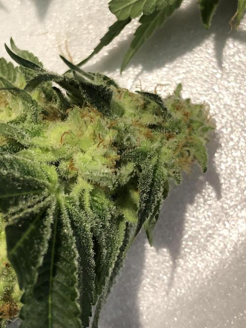 Purple Punch 00 Indoor Scrog Fall. Week 17