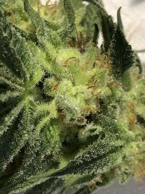 Purple Punch 00 Indoor Scrog Fall. Week 17