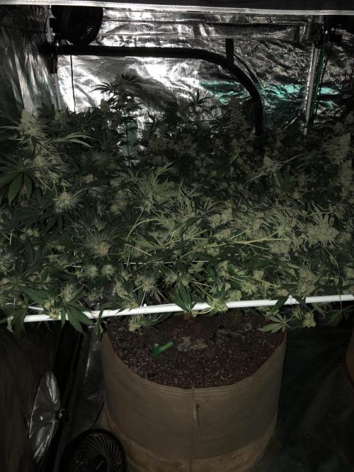 Purple Punch 00 Indoor Scrog Fall. Week 17