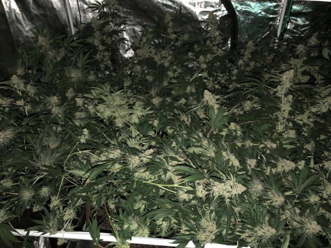 Purple Punch 00 Indoor Scrog Fall. Week 17