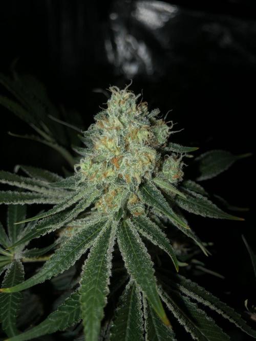 Purple Punch 00 Indoor Scrog Fall. Week 17