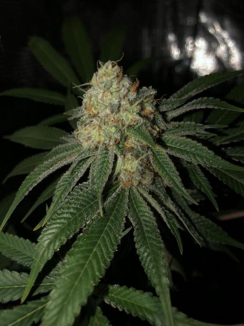 Purple Punch 00 Indoor Scrog Fall. Week 17