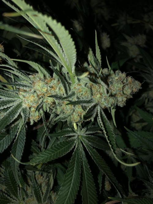 Purple Punch 00 Indoor Scrog Fall. Week 17