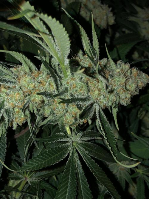 Purple Punch 00 Indoor Scrog Fall. Week 17