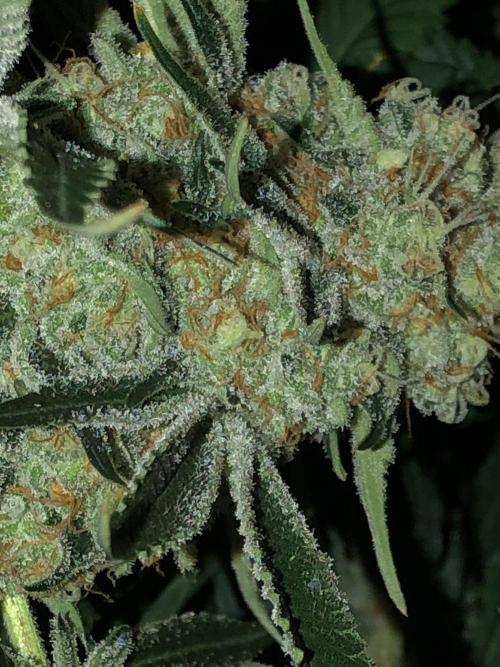 Purple Punch 00 Indoor Scrog Fall. Week 17