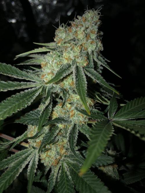 Purple Punch 00 Indoor Scrog Fall. Week 17