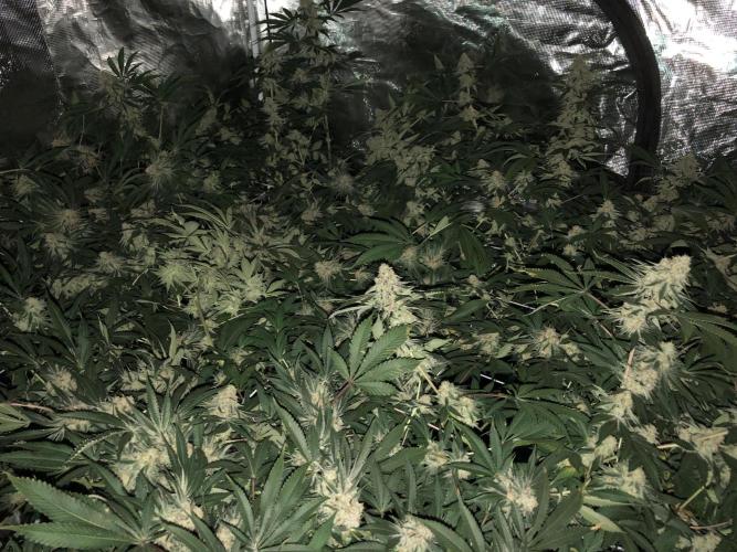 Purple Punch 00 Indoor Scrog Fall. Week 17