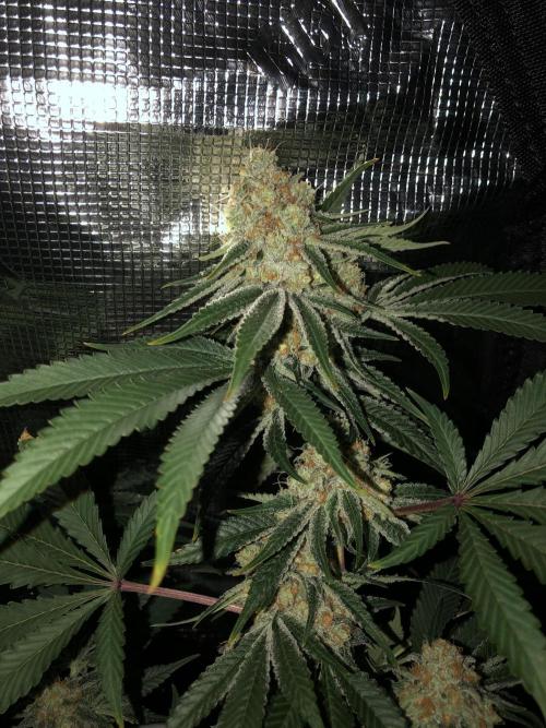 Purple Punch 00 Indoor Scrog Fall. Week 17