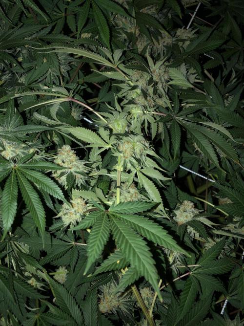 Purple Punch 00 Indoor Scrog Fall. Week 17