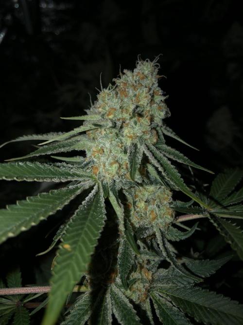 Purple Punch 00 Indoor Scrog Fall. Week 17