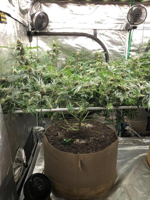 Purple Punch 00 Indoor Scrog Fall. Week 17