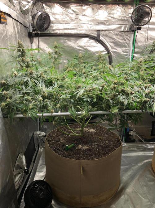 Purple Punch 00 Indoor Scrog Fall. Week 17