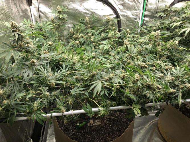 Purple Punch 00 Indoor Scrog Fall. Week 17