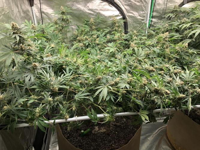 Purple Punch 00 Indoor Scrog Fall. Week 17