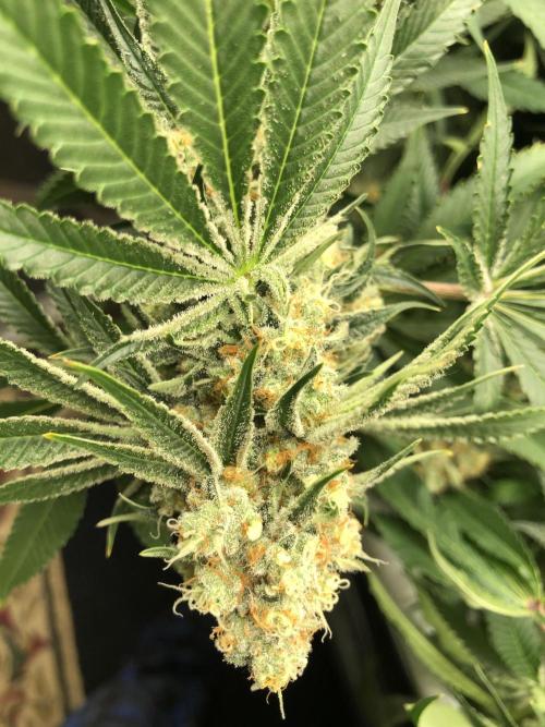 Purple Punch 00 Indoor Scrog Fall. Week 17