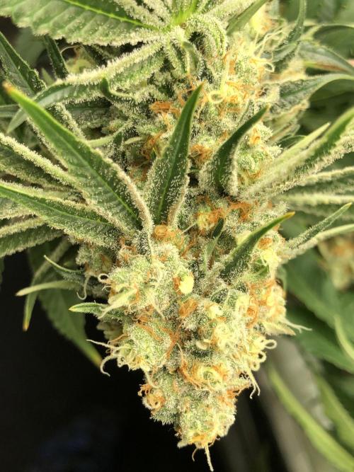 Purple Punch 00 Indoor Scrog Fall. Week 17