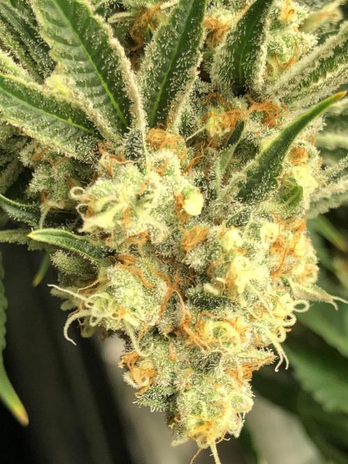 Purple Punch 00 Indoor Scrog Fall. Week 17