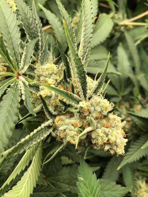 Purple Punch 00 Indoor Scrog Fall. Week 17