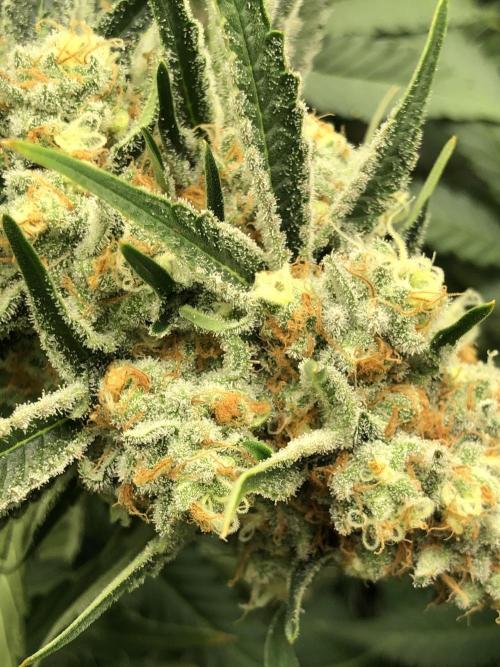 Purple Punch 00 Indoor Scrog Fall. Week 17