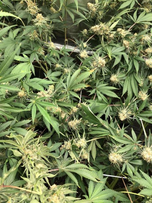 Purple Punch 00 Indoor Scrog Fall. Week 17