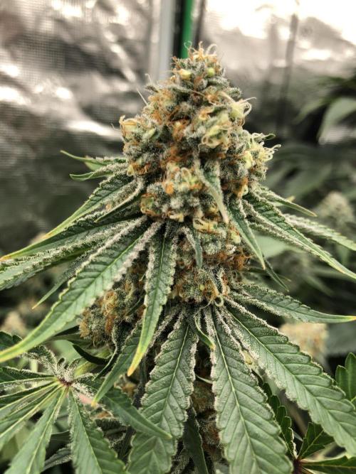 Purple Punch 00 Indoor Scrog Fall. Week 17